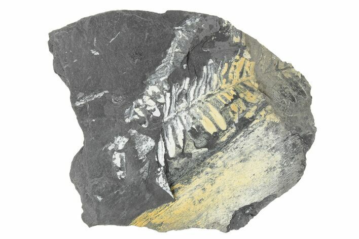 Fossil Seed Fern (Alethopteris) Plate - Pennsylvania #229330